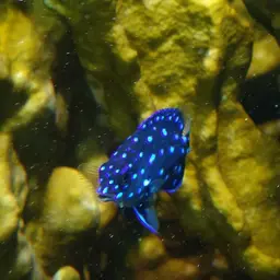 Yellowtail damselfish, photo 8