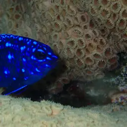 Yellowtail damselfish, photo 9