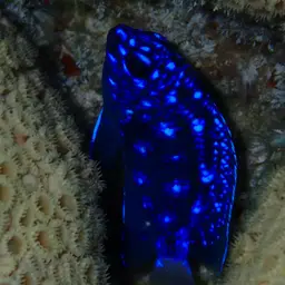 Yellowtail damselfish, photo 10