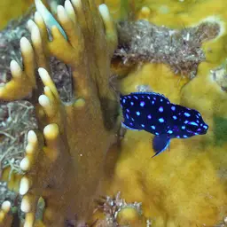 Yellowtail damselfish, photo 11