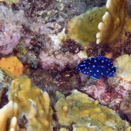Yellowtail damselfish, photo 12