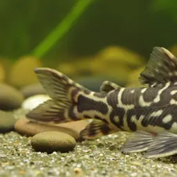 African Bumblebee Catfish
