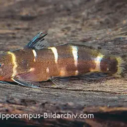Pigmy Synodontis, photo 2