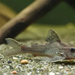 Pigmy Synodontis, photo 1