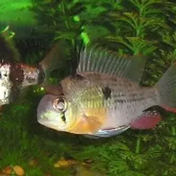 Bolivian Ram, photo 1