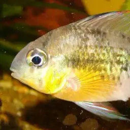 Bolivian Ram, photo 7