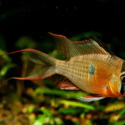Bolivian Ram, photo 8