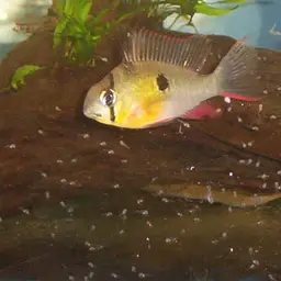 Bolivian Ram, photo 10