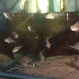 Bolivian Ram, photo 12