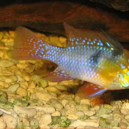 German Blue Ram
