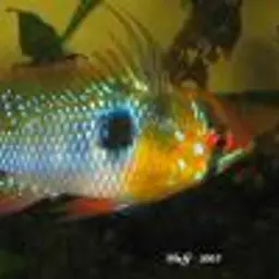 German Blue Ram, photo 2