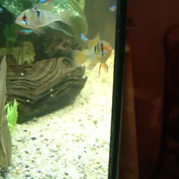 German Blue Ram, photo 3