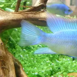 German Blue Ram, photo 4
