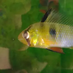 German Blue Ram, photo 5