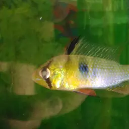 German Blue Ram, photo 6