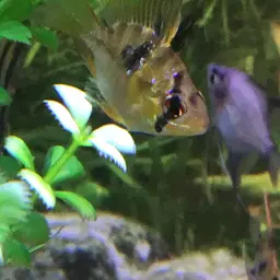 German Blue Ram, photo 7