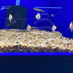 German Blue Ram, photo 8