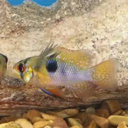 German Blue Ram, photo 9