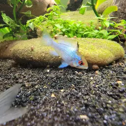 German Blue Ram, photo 10