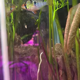 German Blue Ram, photo 11