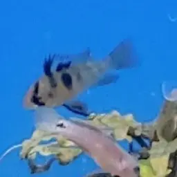 German Blue Ram, photo 12
