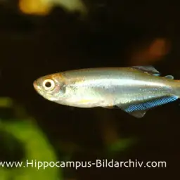 Blue Tetra