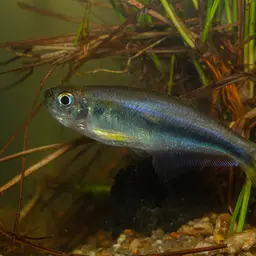 Blue Tetra, photo 2