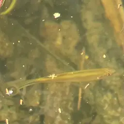 Blue Tetra, photo 3