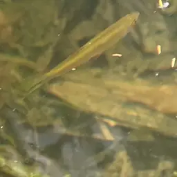 Blue Tetra, photo 4