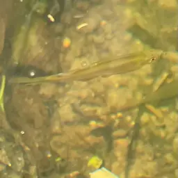 Blue Tetra, photo 5