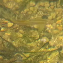 Blue Tetra, photo 6
