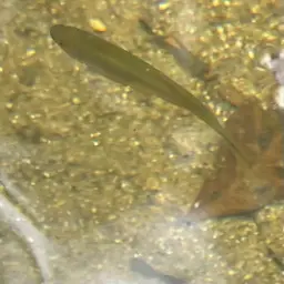 Blue Tetra, photo 7