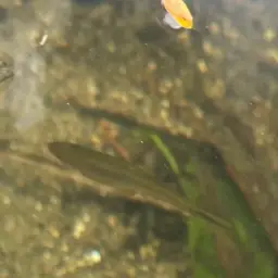Blue Tetra, photo 8