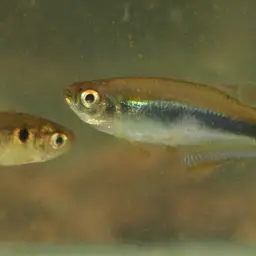 Blue Tetra, photo 9