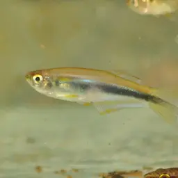 Blue Tetra, photo 10