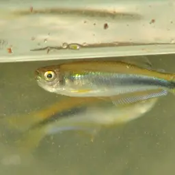 Blue Tetra, photo 11