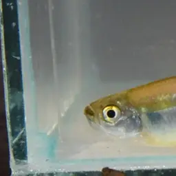 Blue Tetra, photo 12