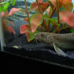 Dojo Loach, photo 2