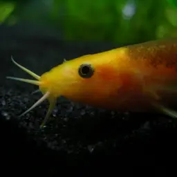 Dojo Loach, photo 3