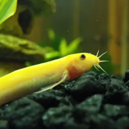 Dojo Loach, photo 4