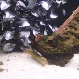 Dojo Loach, photo 5