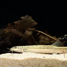 Dojo Loach, photo 6