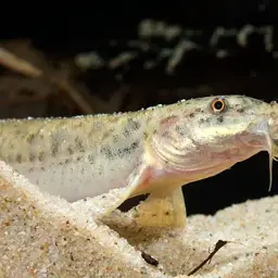 Dojo Loach, photo 7