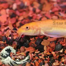 Dojo Loach, photo 8