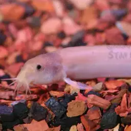 Dojo Loach, photo 9