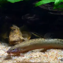 Dojo Loach, photo 10