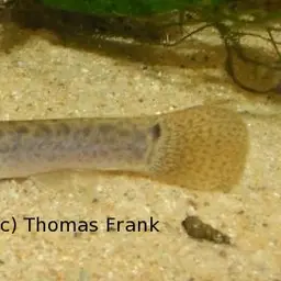 Dojo Loach, photo 11