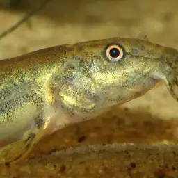 Dojo Loach, photo 12