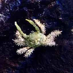 Emerald Crab, photo 2