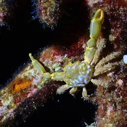 Emerald Crab, photo 1